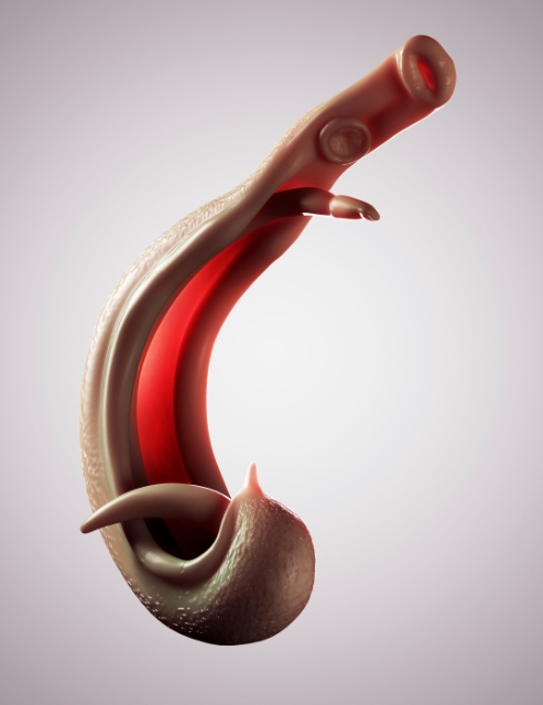 Schistosoma