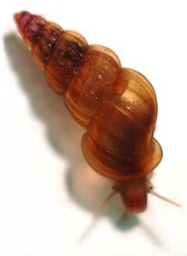 Habitat Schistosoma